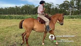 Caballo alazán es un mestizo para trabajo - $1.800.000 - LOSEQUINOS.COM