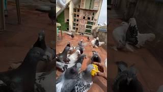 Our cleaning routine  #tamil #pigeon #bird # #pigeonbird  #pigeonlover #birdspecies #kabootar