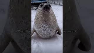 Wait, they don’t love you like I love you ! ️ #seal #cute