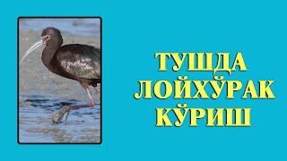 Туш табири - Тушда Лойхурак куриш