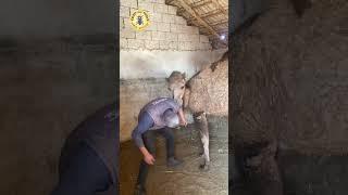 Deve İle Bakıcısının Güreşi | Deveye Güreş Öğretiyor | Deve Güreşi