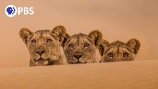 Lions of the Skeleton Coast | PBS NATURE Documentary