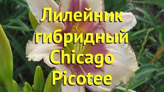 Лилейник гибридный Чикаго Пикотее. Краткий обзор, описание hemerocallis Chicago Picotee