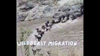 Wildbeast Herd Roaming the Great Plains || African Wilderness