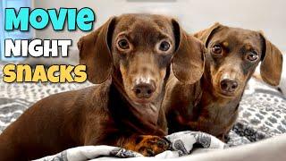 Mini Dachshund Movie Night with Gunner and Greta