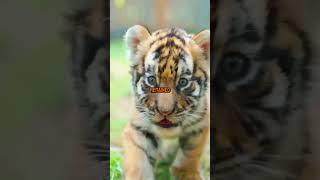 Docile tiger #story #animals #tiger