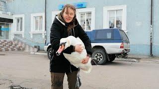 Быть в Калининграде и не спасти лебедя - это не про нас.