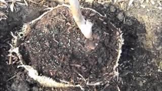 How to Plant a Pear Fruit Tree and Espalier