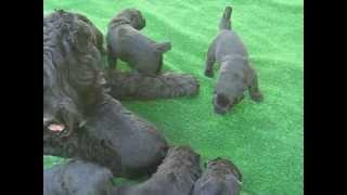 Щенки Ариадна х Сильвер, 26 дней / PUPPIES Black Russian Terrier ! Age 26 days.