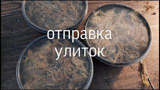 ОТПРАВКА УЛИТОК/ КАК ЗАПАКОВАТЬ?