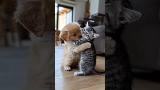 The Dog Can’t Stop Loving This Cat – Pure Friendship