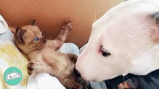 Bull Terrier Becomes Nanny For Abandoned Kittens @CuddleBuddiesChannel