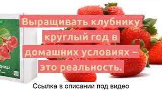 Домашняя Ягодница Сказочный Сбор