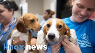 Beagles rescued from mass-breeding facility come to Knoxville