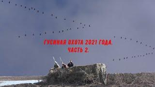 Гусиная охота 2021 года. А гусь все летел и летел. Spring goose hunting, mass passage. Ч.2