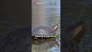 invideo ai 1080 Wildlife Wonders of Montreal 2023 08 27