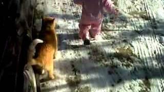 lina cat video