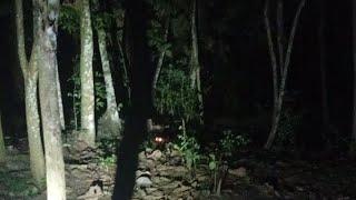 lanjut dari bawor misteri purwokerto hajar brojo