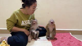 Titas & Linda Monkey Language Amuse Their Mom For Sitting On Lap