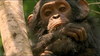 Ancient Forests Advert Greenpeace UK