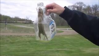 catching a striped gopher