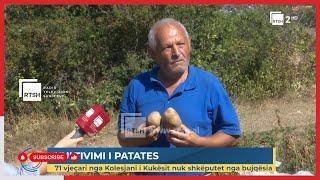 Kultivimi i patates - 71 vjeçari nga Kolesjani i Kukësit nuk shkëputet nga bujqësia