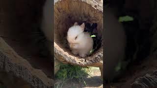 The little white rabbit is so cute when washing its face. Cute pet debut plan. Rabbit. Cute pet.