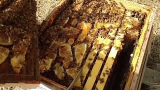 Late beekeepers, busy bees, and fall honey! YUM!