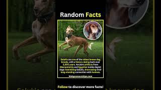 A Random Saluki Fact That Will Amaze You!