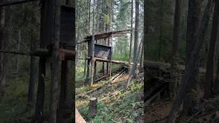 THINGS U SEE TAKING A PEE & A COUGAR STORY #wildlife #nature #naturelovers #wilderness #treefort