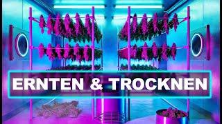 Ernten  Trocknen  Top shelf