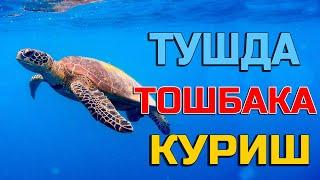 Тушда Тошбака курса | Tushda Toshbaqa ko'rsa