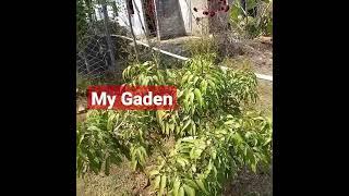 human right organisation Welfare Trust ka small Garden