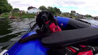 Hounds Afloat on the River Thames: An Inflatable Boat Adventure with Cocker Spaniels