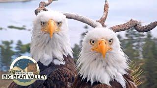 Big Bear Bald Eagle Live Nest - Cam 1