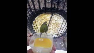 burung KORLAP JINAK lolohan #shorts #video #burung #burungkolibri #jinak