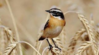 Two Cyprus Saxicola species by George Konstantinou