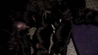 robles-alta litter-black russian terrier- 1 week old part 1 of 2