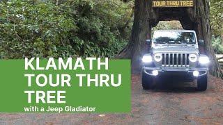 Driving Through the Klamath Tour Thru Tree | Klamath, California