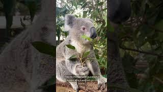 Koalas | The Cutest Sleepyheads of the Wild