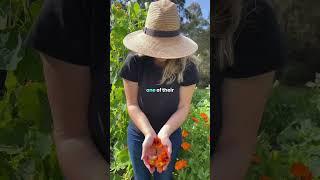 3 CATERPILLAR TIPS - for healthier plants and more food!  #growveg #pesttip #caterpillar