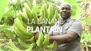 Formation Agricole pour la Banane Plantain en Afrique (FABA)- Produire plus, sans pesticides