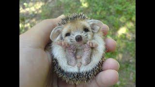 Самые Милые Смешные Ежики! Веселая Подборка! //  The Most Cute Funny Hedgehogs! Cheerful Selection!