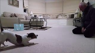 Jack Russell Barking Like Crazy