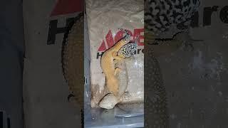 Breeding Time #leopardgecko #shorts