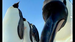 Robotic Penguin Lays EggCam & Gets A Surprising Viewpoint!