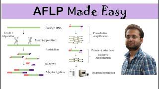 AFLP marker: What is it? how it works? Advantages and Disadvantages