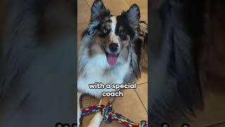 Finding Forever: Sky, #australianshepherd  on a Quest for Love  | #findlove #doglover