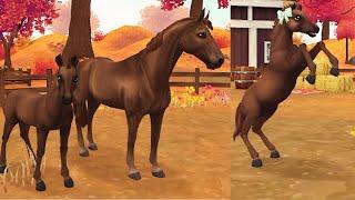 New Foal Baby Belgian Warmblood in Star Stable Horses App