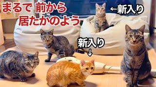 【保護猫 多頭飼育】新入り親子に､先住猫たちが優しすぎた(;_;)